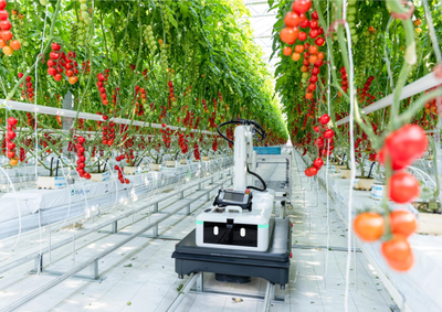 図4：デンソーのベンチャー企業で実施しているトマト自動収穫機