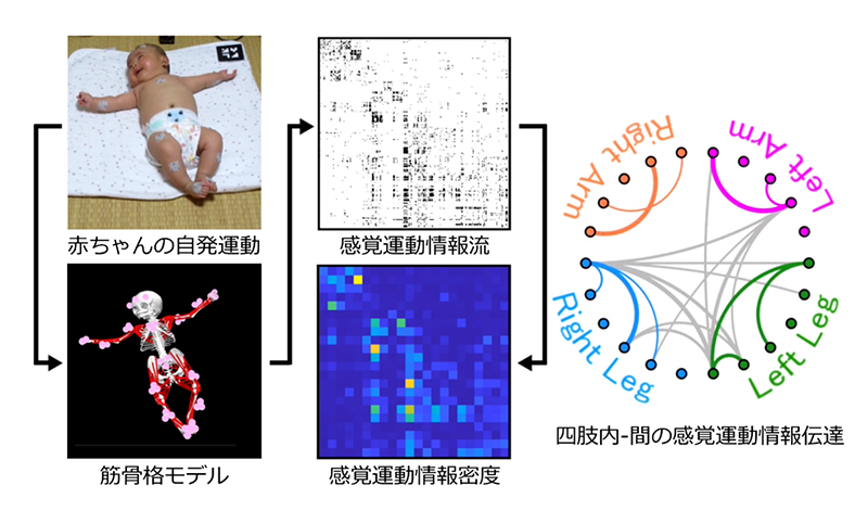 （研究概要図）左側：外部的な刺激を与えていない状態で動いている赤ちゃんにモーションキャプチャを行い（左上）、計測した運動データを乳児の筋骨格モデルに当てはめることで全身の筋肉の筋活動度と固有感覚を推定し（左下）、筋活動度および固有感覚間に生じている各時点の情報伝達の有無を計算し（中央上）、計22個のモジュール間の情報伝達密度に再計算しました（中央下）。右側：モジュール間の情報伝達密度が一定の水準を超えたものだけ描画した図で、グレイの線は四肢をまたぐモジュール間の情報伝達（例：右手-右足間）、カラーの線は各四肢内のモジュール間の情報伝達となっています。