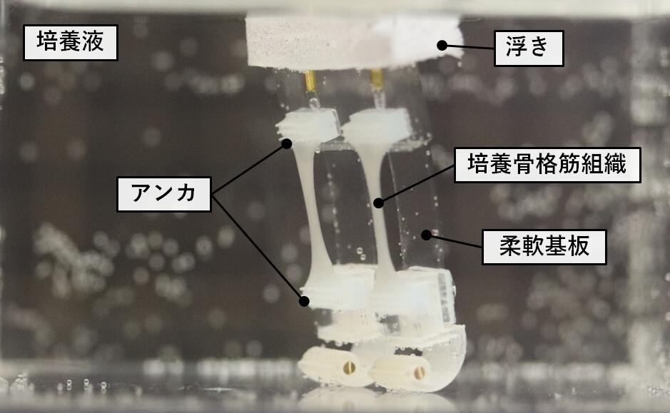 筋収縮で動く二足歩行ロボット