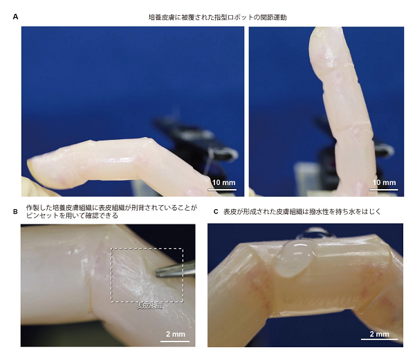 図 2. (A) 培養皮膚に被覆された指型ロボットの関節運動。作成したロボットは皮膚を破壊することなく関節運動を行うことができる。(B) 表皮組織の確認。(C)表皮組織の特性である撥水性の確認。