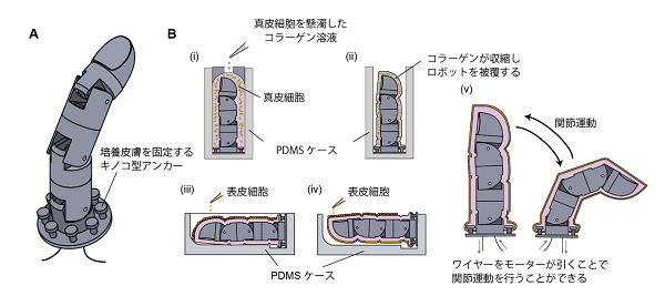 図 1. (A) 指型ロボットの設計 (B) ロボットを被覆する培養皮膚の形成手法。真皮細胞を含んだコラーゲン溶液を培養すると激しく収縮し培養真皮組織を形成する性質を利用し、指型ロボットをぴったりと被覆する培養皮膚組織を作製する。