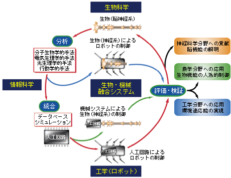 情報科学・生物科学・ロボット工学の融合で探る脳のしくみ