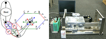 人のアームにおけるに関節筋（左図）と、二関節筋代替電磁アクチュエーター（日立トンネルアクチュエーター）試験装置