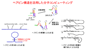 ヘアピン構造を活用した分子コンピューティング