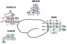 脳の各部分のモデル