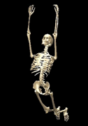 １６１自由度骨格モデルのシミュレーションの例