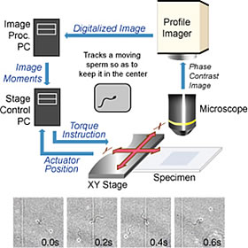 微生物トラッキングシステムの構成と、同システムで捉えたホヤ精子の連続写真