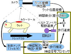 ラットの歩行推定装置。トレッドミル上を歩行するラットの移動速さ・方向と、その際の神経信号を同時計測する